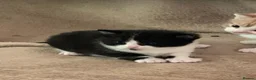 Mixed Breed cats for sale: Kitten from loving country cottage home  - Advert 4