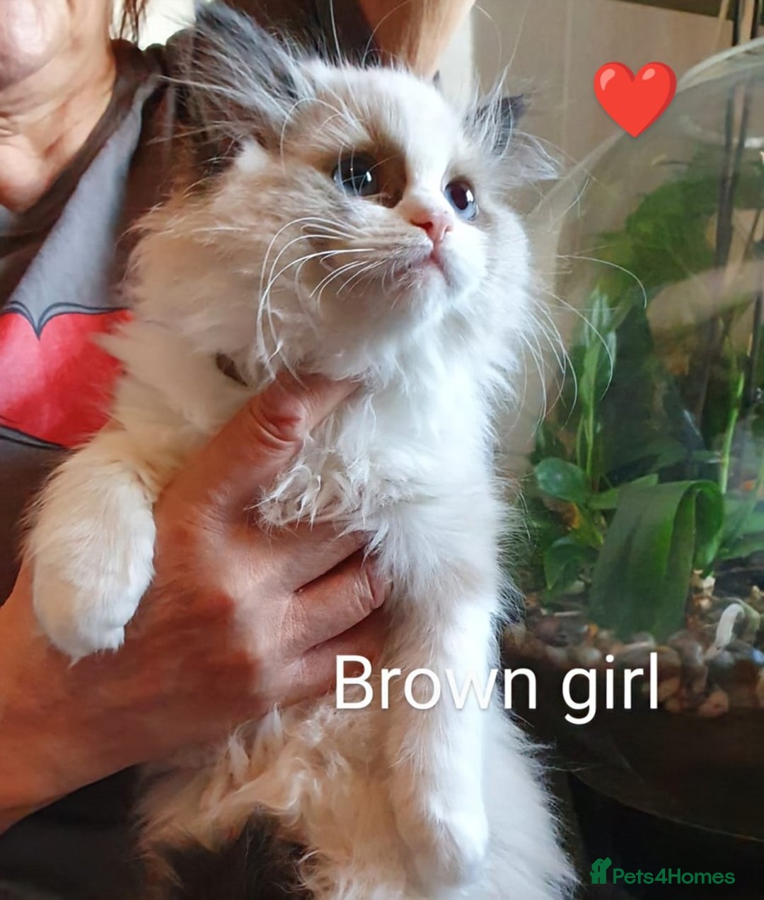 Ragdoll cats for sale: Ragdoll kittens GCCF registered ONE GIRL LEFT £995 - Advert 4
