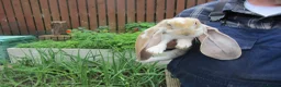 English Lop rabbits for sale: ENGLISH LOP (PURE BRED) - Advert 3