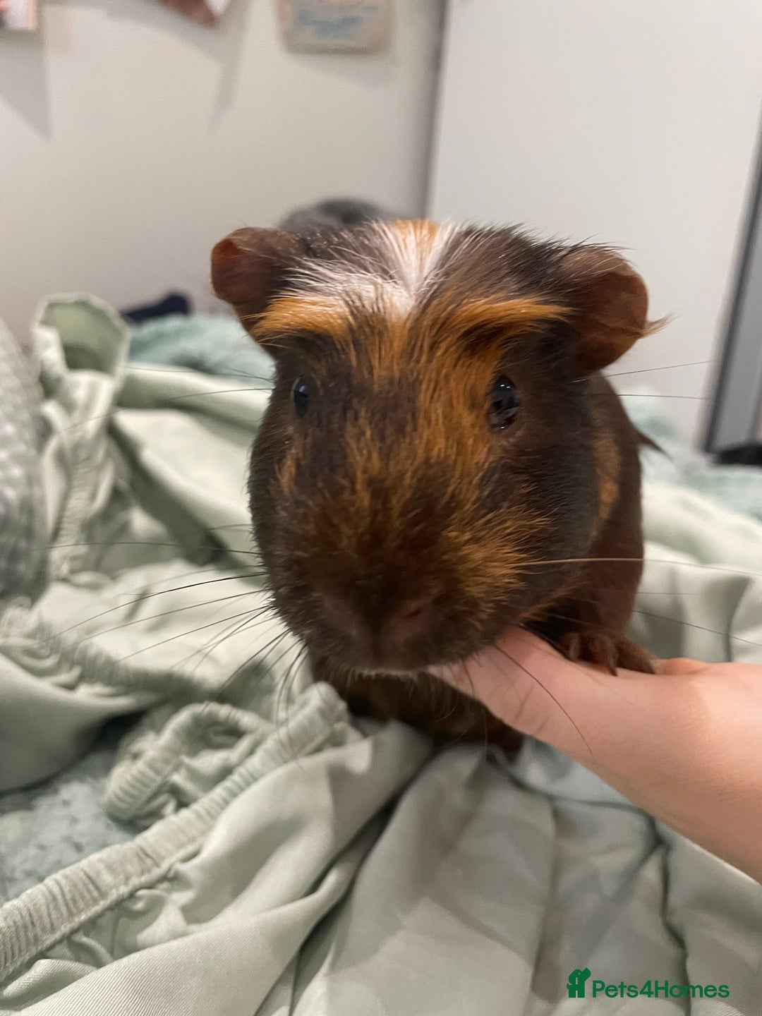 Guinea Pig rodents for sale: Male Guineapig - Image 4
