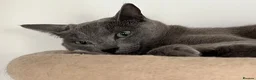 Russian Blue cats for sale: Ocean – Gentle Young Russian Blue w/ Emerald Eyes - Advert 3