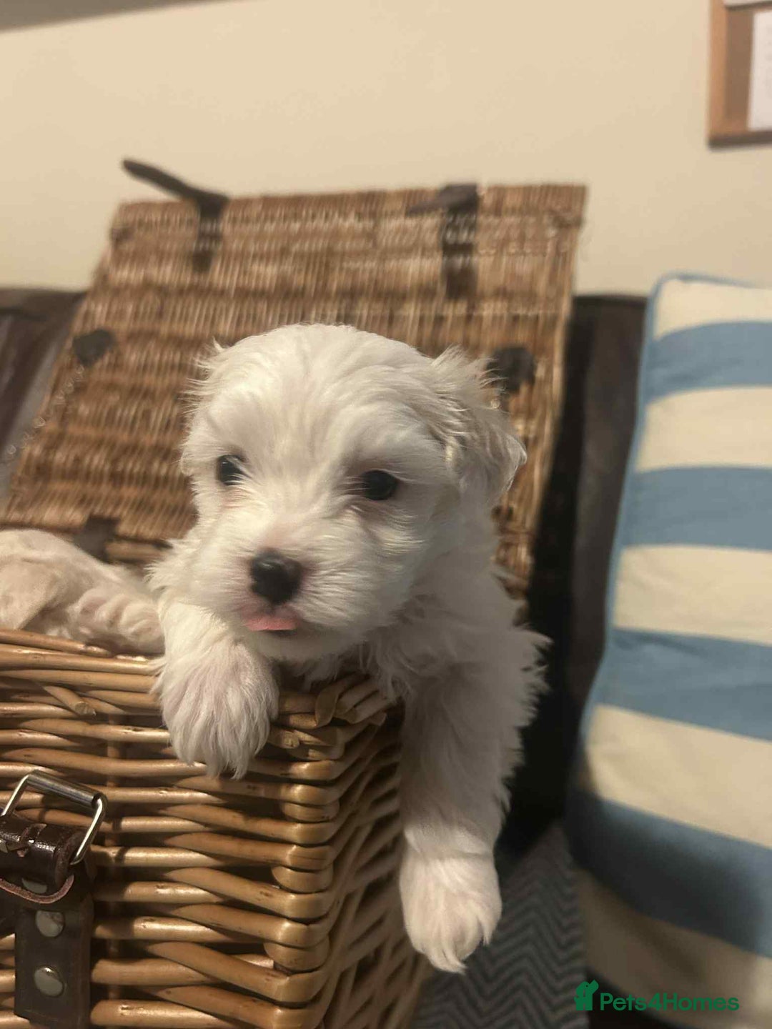 Mixed Breed dogs for sale: Cotonese puppies  - Advert 9