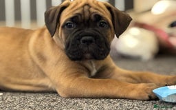 Cane Corso dogs for sale: 🐾✨PatoSquad Kennel FCI Grand Champion Puppies✨🐾 - Advert 15