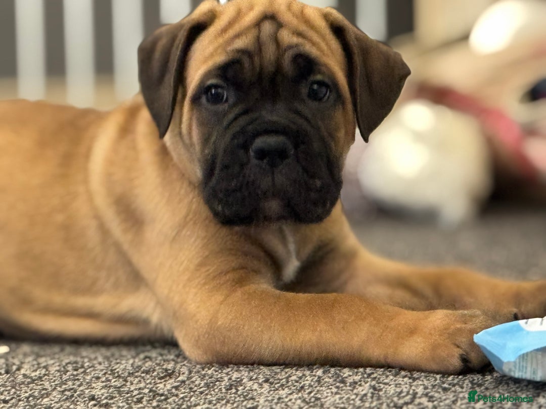 Cane Corso dogs for sale: 🐾✨PatoSquad Kennel FCI Grand Champion Puppies✨🐾 - Advert 15