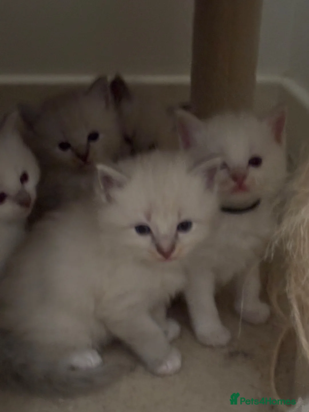 Ragdoll cats for sale: Ragdoll - Advert 2