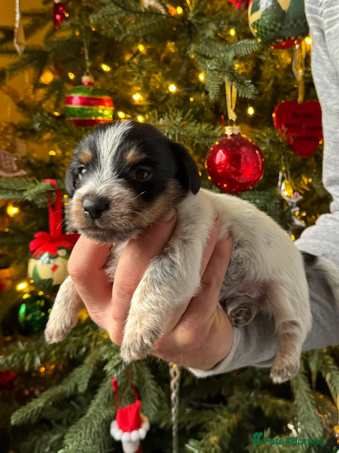 Norfolk Terrier dogs for stud: 3/4 Norfolk x 1/4 Jack Russell proven stud in Burton-on-Trent - Advert 28