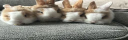 Mini Lion Lop rabbits for sale:  Beautiful Mini Lionhead Rabbit Babies 🐰 in Birmingham - Advert 4
