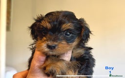 Maltipoo dogs for sale: Exquisitely Adorable Toy Maltipoo Puppies  - Image 18