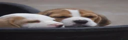 Beagle dogs for sale: Kc registered beagle puppy’s  - Advert 14