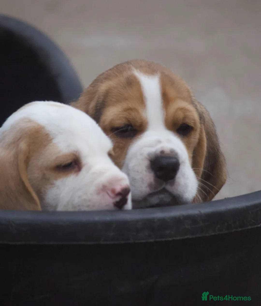 Beagle dogs for sale: Kc registered beagle puppy’s  - Advert 14