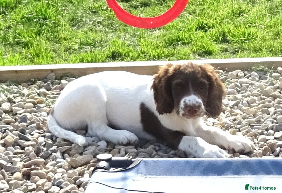 English Springer Spaniel dogs for sale: English Springer Spaniel Puppy 2 - English Springer Spaniel Puppies - Image 20