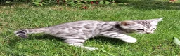 Bengal cats for sale: Stunning snow/silver Bengal kittens - Advert 12
