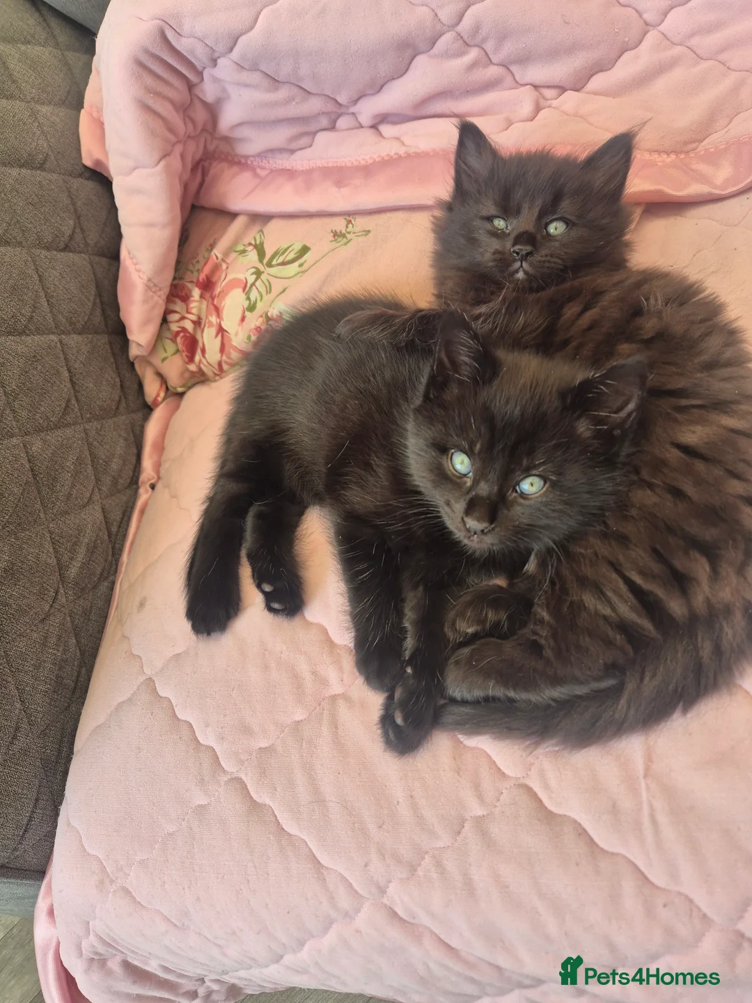 Norwegian Forest Cat cats for sale: Norwegian forest mixed  - Advert 1