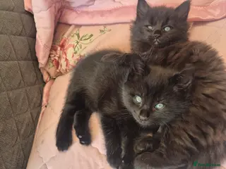 Norwegian Forest Cat cats Norwegian forest mixed - Advert 12