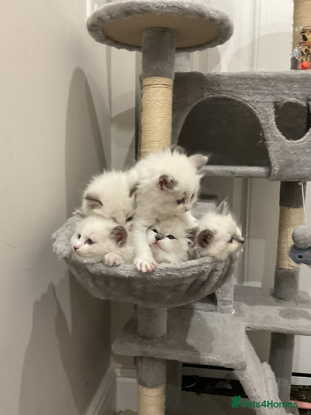 Ragdoll cats for sale: BEAUTIFUL RAGDOLLS 2X GIRLS 3 BOYS  - Advert 2