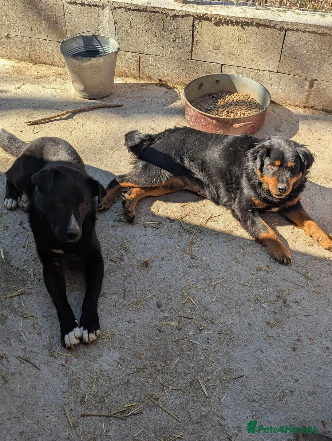 Mixed Breed dogs for adoption: Nutella 💜 - Advert 8