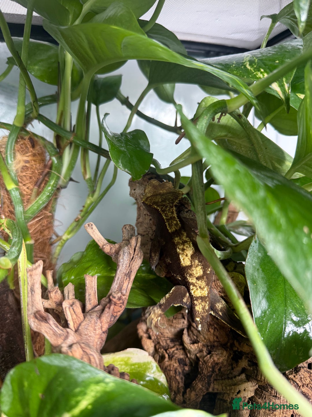 Gecko reptiles for sale: Male crested gecko with full setup - Image 3
