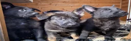 German Shepherd dogs for sale: Working Line German Shepherd Puppies - Cornwall in Hayle - Advert 17