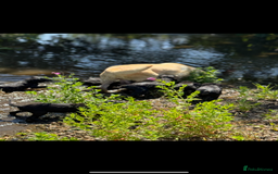 Springador dogs for sale: Gorgeous black Springador puppies   - Image 2