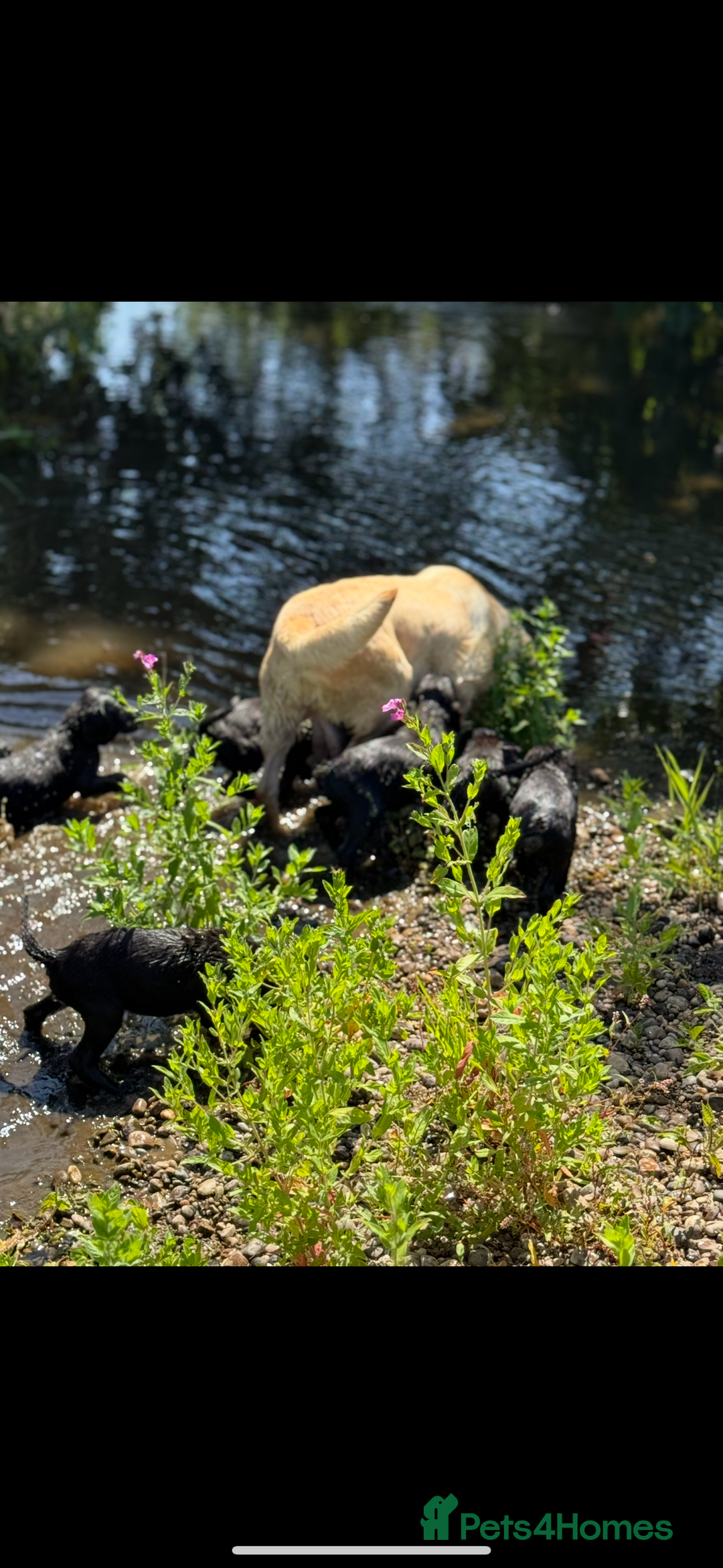 Springador dogs for sale: Gorgeous black Springador puppies   - Image 2