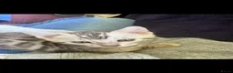 Bengal cats for sale: Mr odin - Advert 4