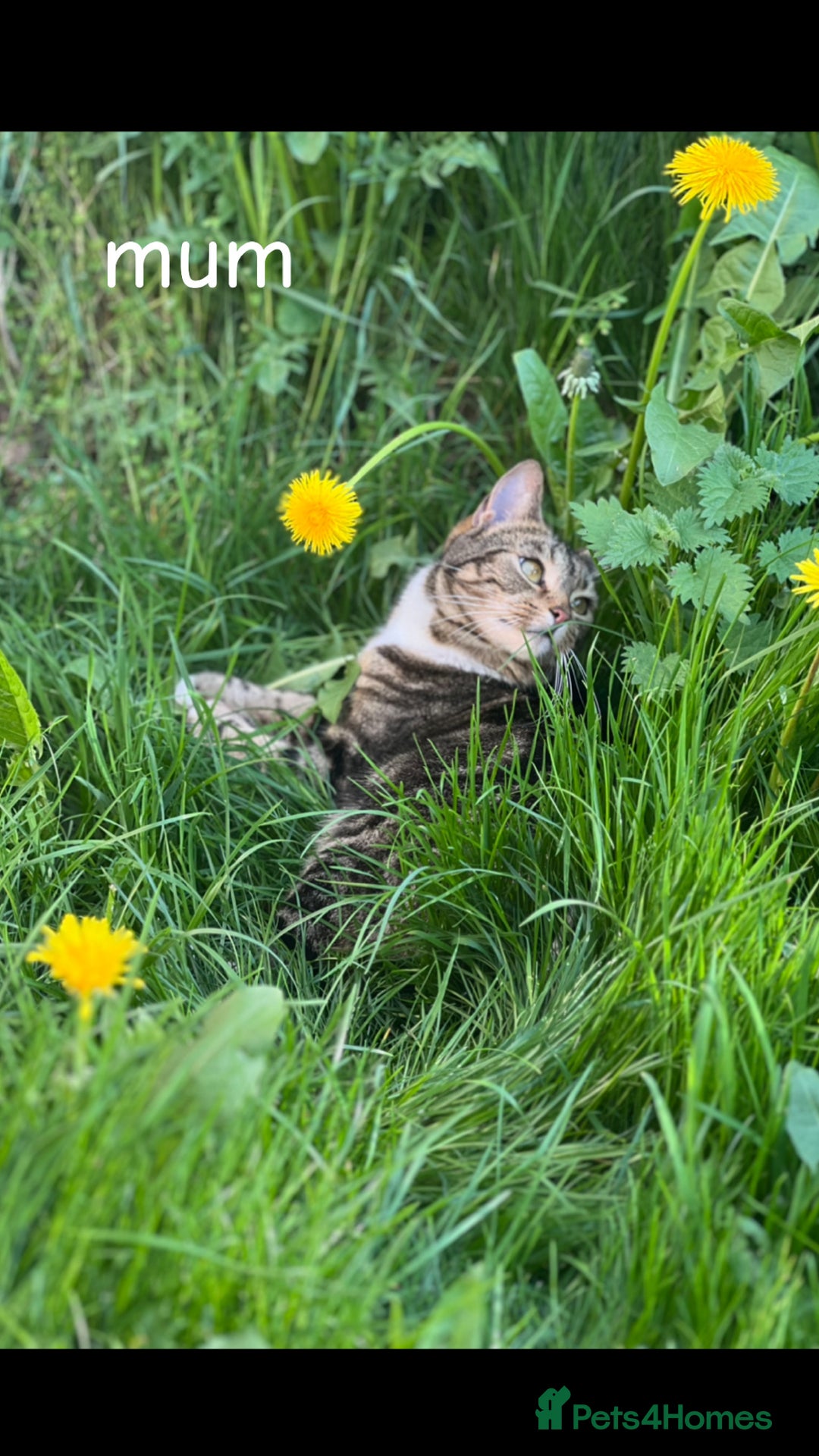 American Shorthair cats for sale: Mixed Shorthair Kittens - Image 6