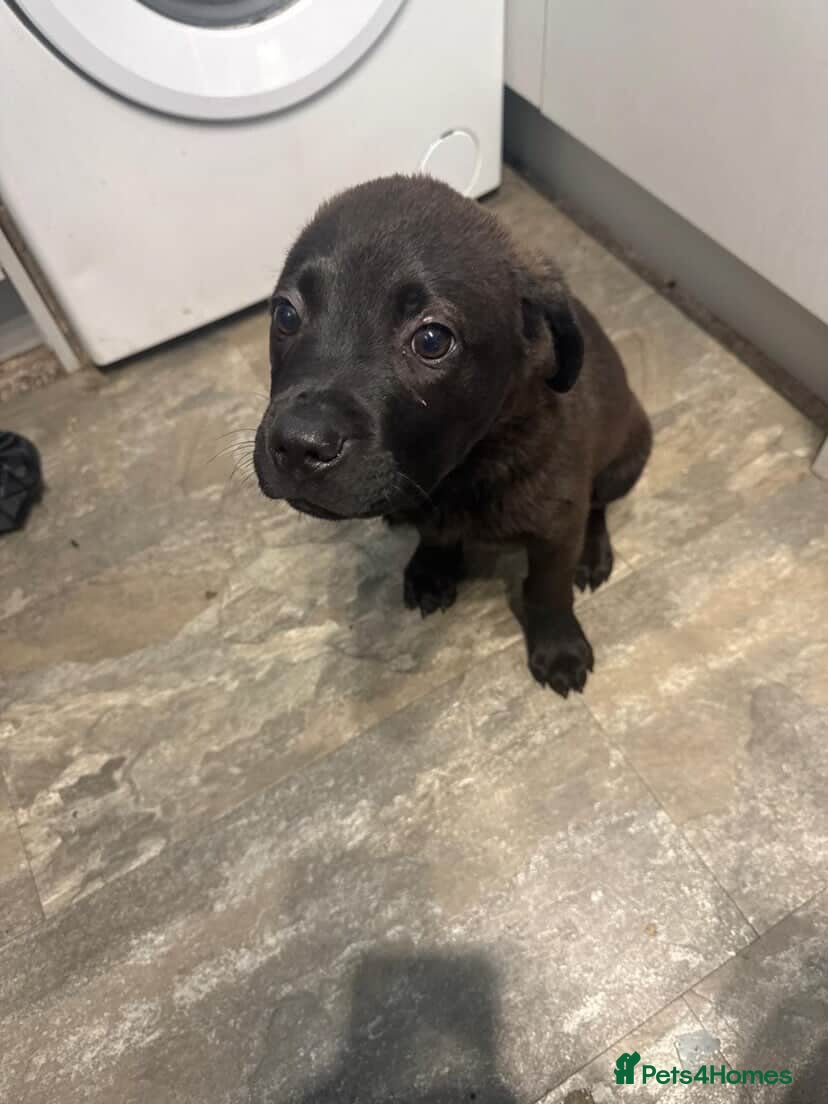 Mixed Breed dogs Mixed Breed Lab x Staffy Puppy - Advert 2
