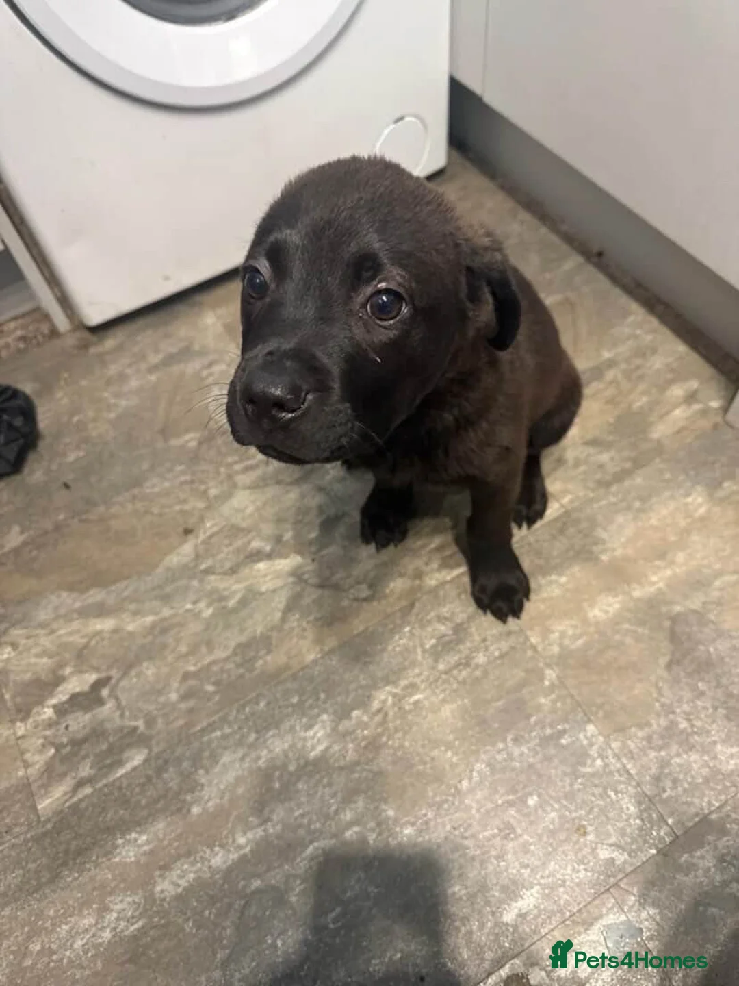 Mixed Breed dogs for sale: Mixed Breed Lab x Staffy Puppy - Advert 1