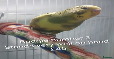 Budgerigars birds Superb home bred beautifully coloured baby budgies - Advert 7