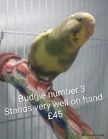 Budgerigars birds Superb home bred beautifully coloured baby budgies - Advert 6