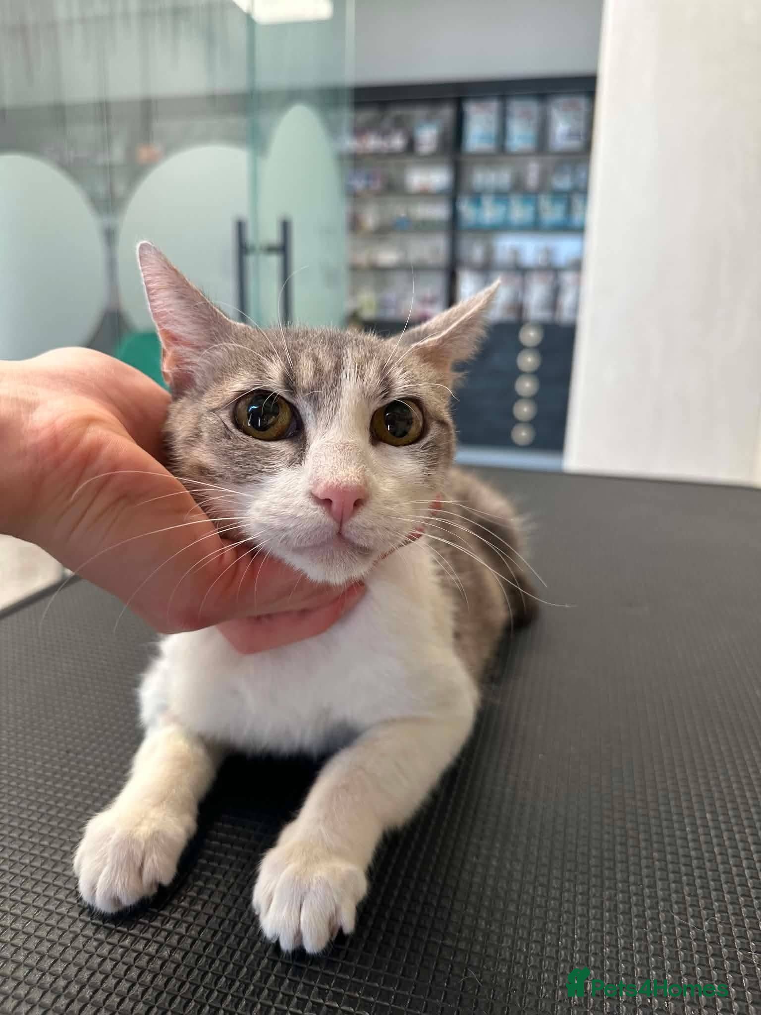 Mixed Breed cats Greta for adoption - Advert 2