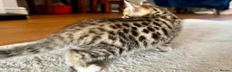 Bengal cats for sale: Bengal kitten  - Advert 3