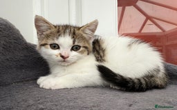 Norwegian Forest Cat cats for sale: Last beautiful girl  - Image 6