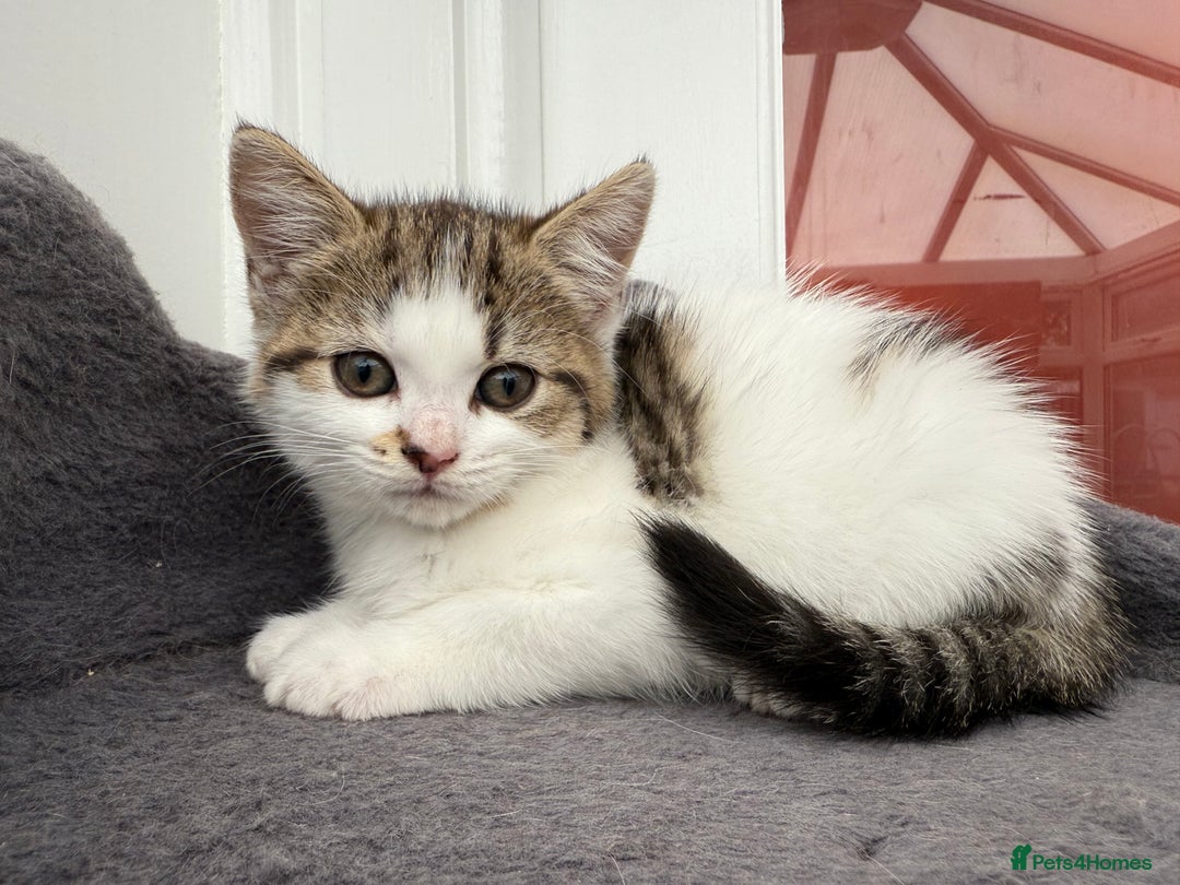 Norwegian Forest Cat cats for sale: Last beautiful girl  - Image 6