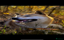 Japanese Shiba Inu dogs for sale: Multi Champion Shiba Inu stud , health tested  - Image 6