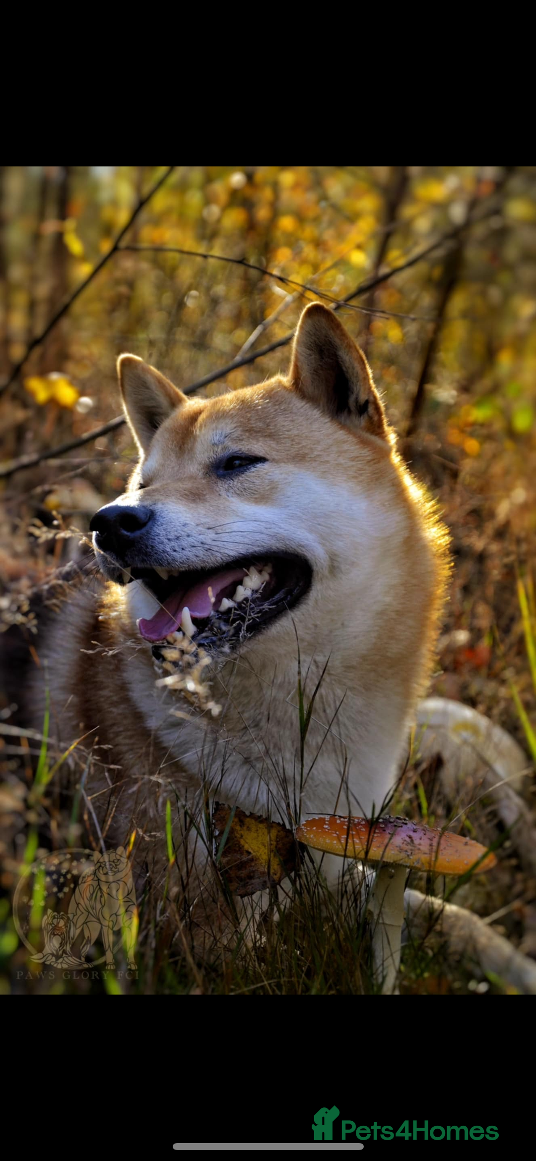 Japanese Shiba Inu dogs for sale: Multi Champion Shiba Inu stud , health tested  - Image 6