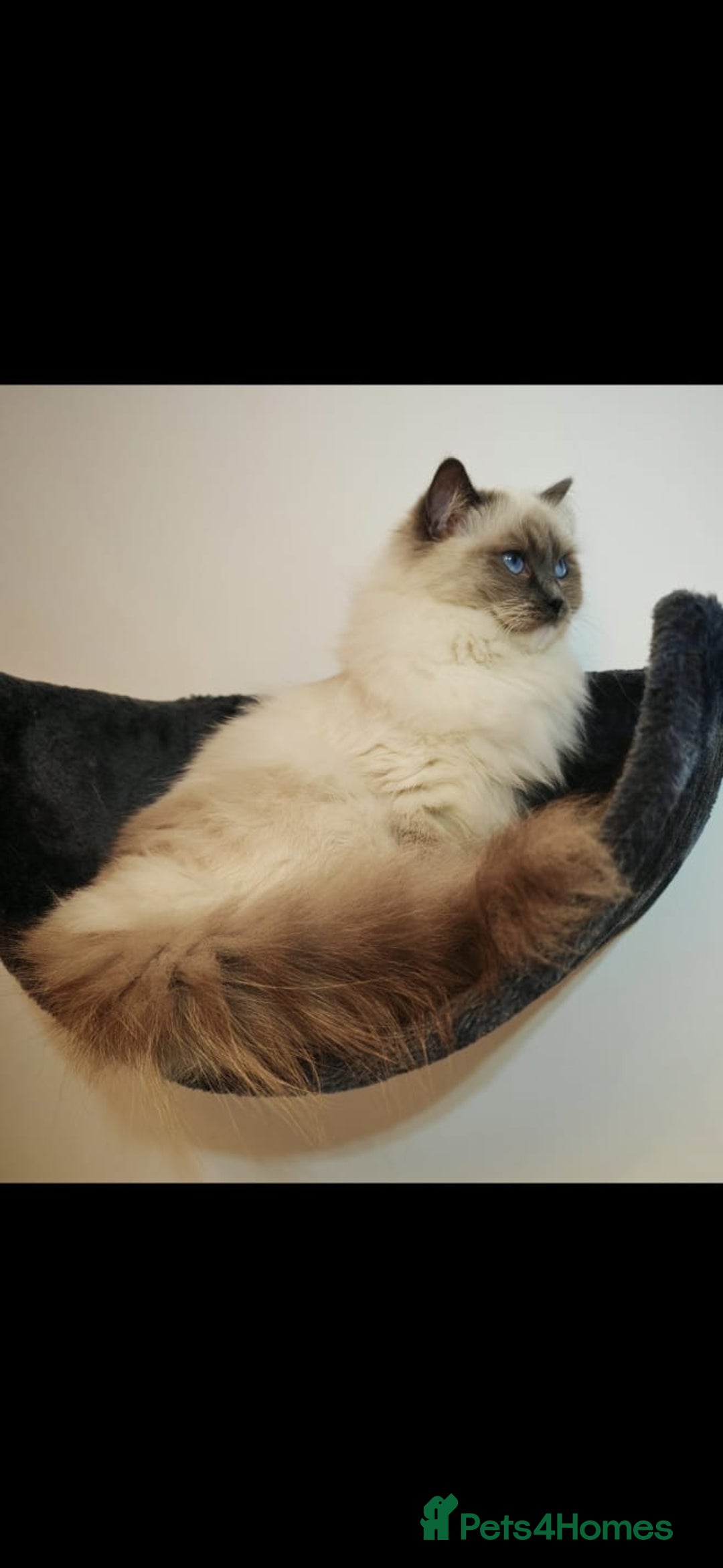 Ragdoll cats for sale: RETIRED QEEN RAGDOLL BLUE MITTED  - Advert 3