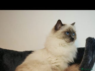 Ragdoll cats RETIRED QEEN RAGDOLL BLUE MITTED - Advert 17