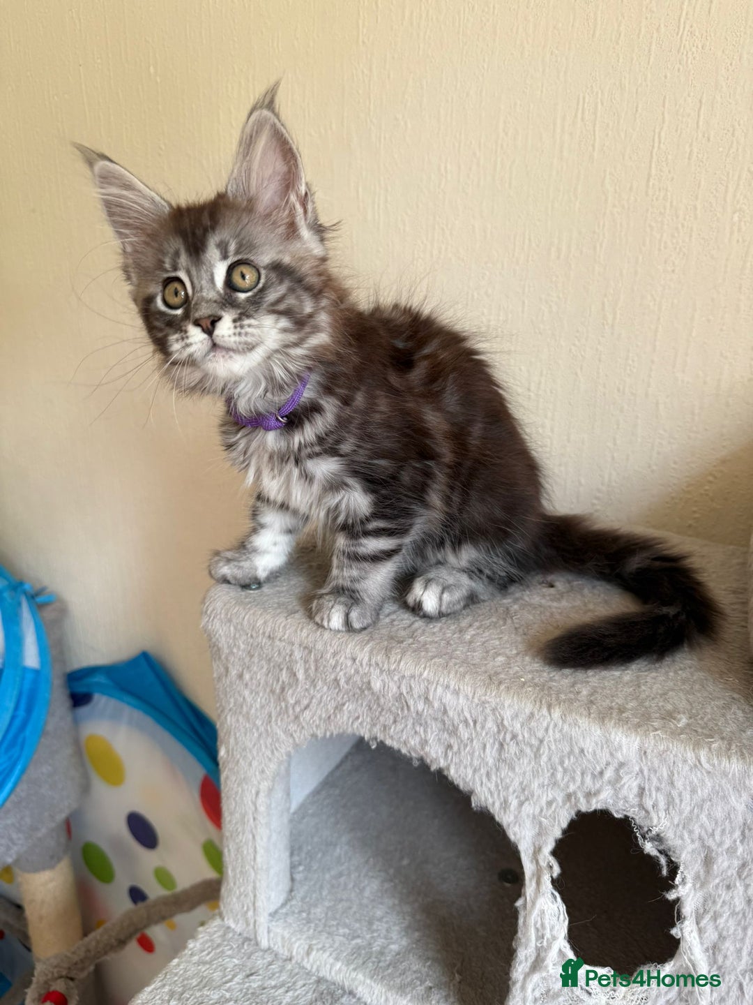 Maine Coon cats for sale: Pedigree GCCF Russian Import line Maine Coons - Image 26