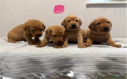 Labrador Retriever dogs for sale: Beautiful fox red puppies  - Image 14