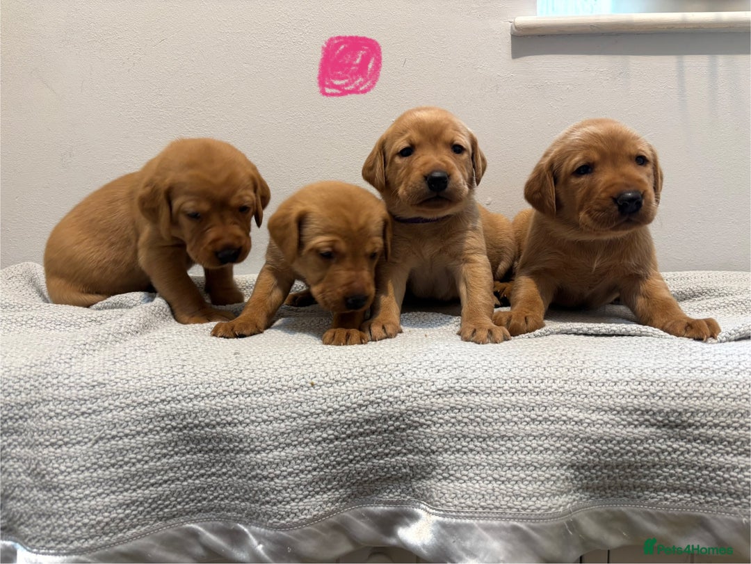 Labrador Retriever dogs for sale: Beautiful fox red puppies  - Image 14