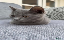 Russian Blue cats for sale: Russian blue 14 weeks old - Image 3