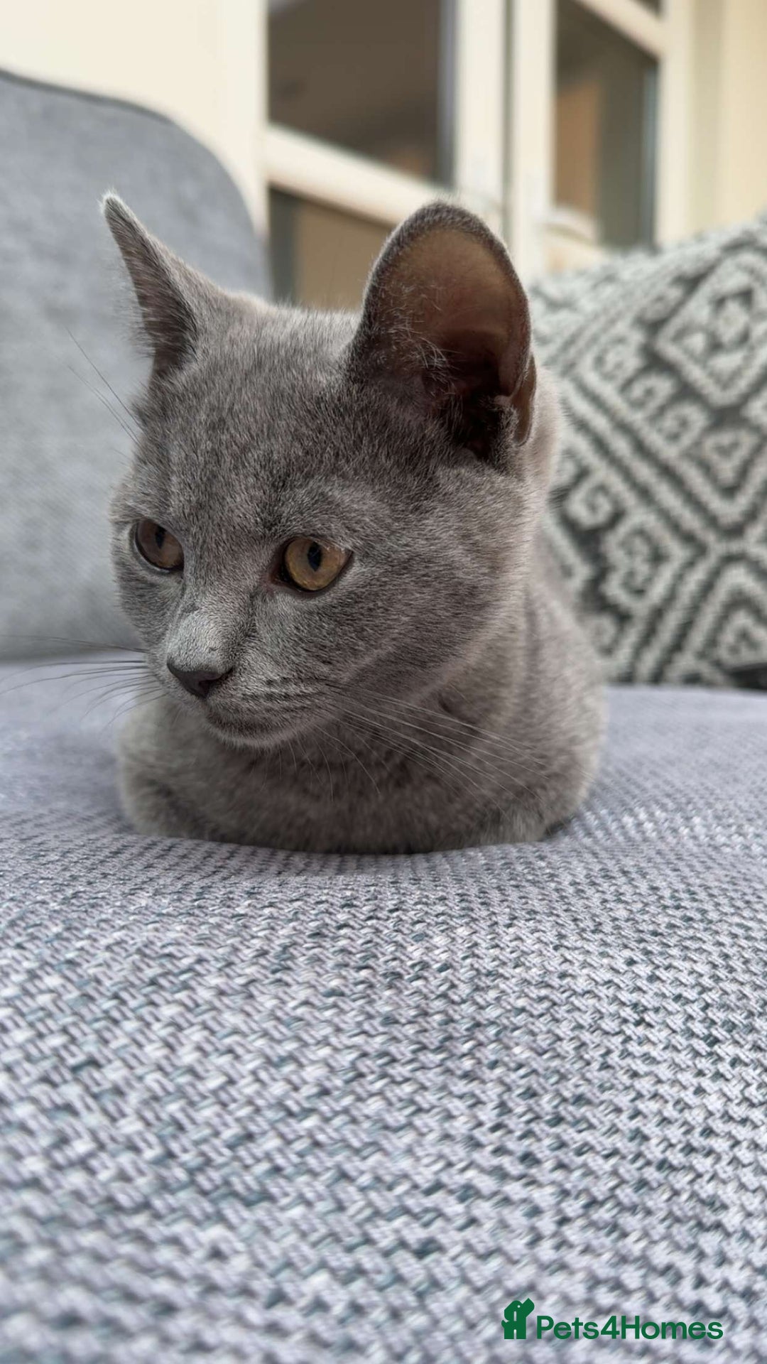 Russian Blue cats for sale: Russian blue 14 weeks old - Image 3
