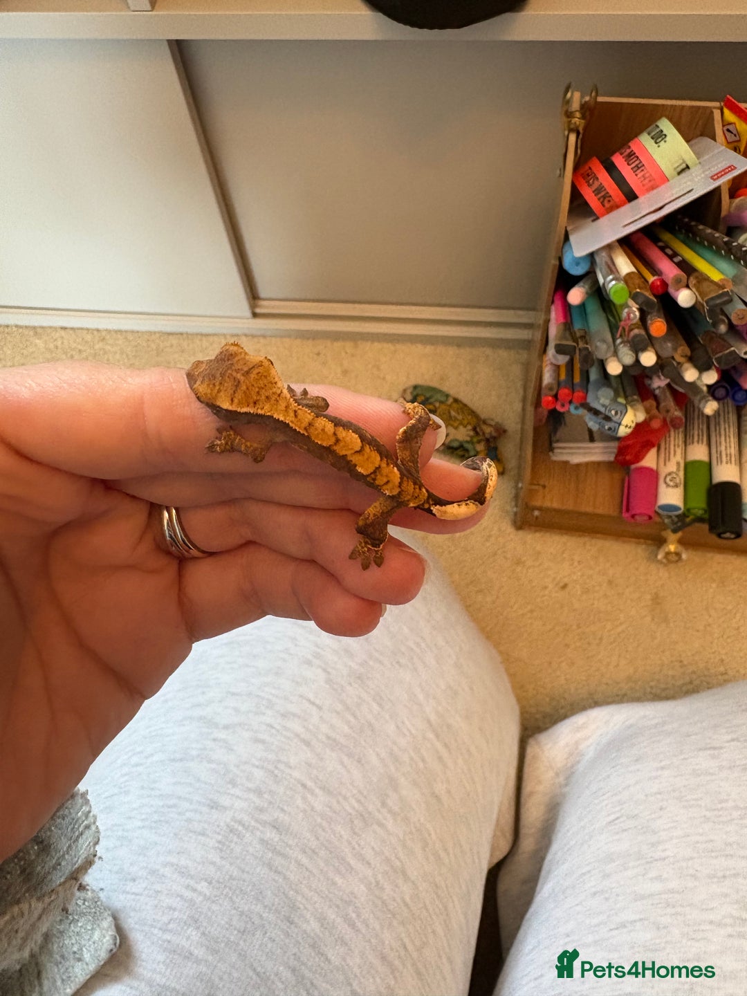 Gecko reptiles for sale: crested geckos  - Image 2