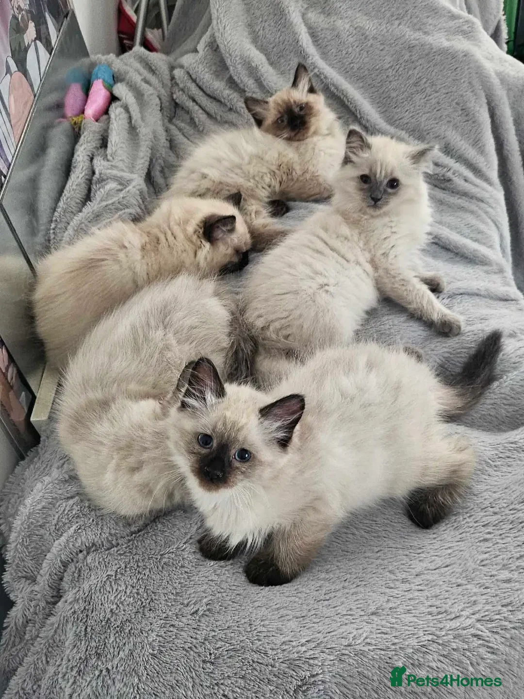 Ragdoll cats for sale: A few ragdolls - Advert 8