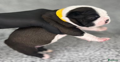 Boston Terrier dogs - Advert 10