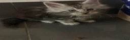 Maine Coon cats for sale: Maine coons  - Advert 3