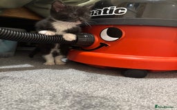 British Shorthair cats for sale: Cute moggie  - Image 6