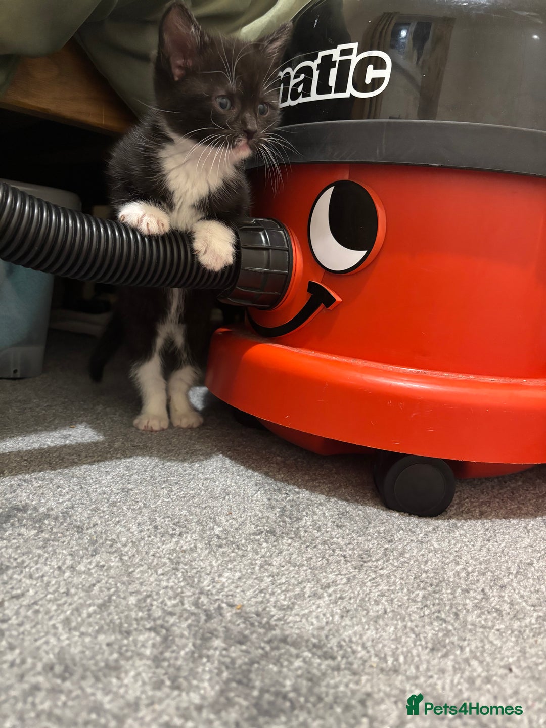 British Shorthair cats for sale: Cute moggie  - Image 6