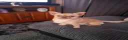 Chihuahua dogs for stud: Apple head chihuahua  - Advert 3